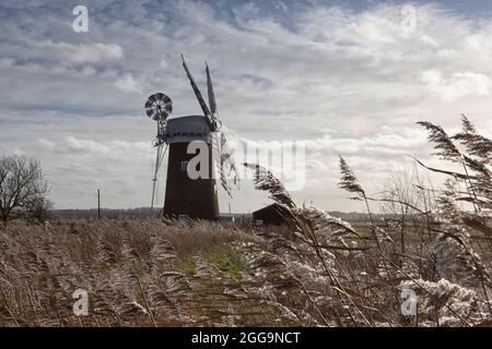 Horsey Mill debout dans les reedbeds, les Norfolk Broads, East Anglia, Royaume-Uni Banque D'Images