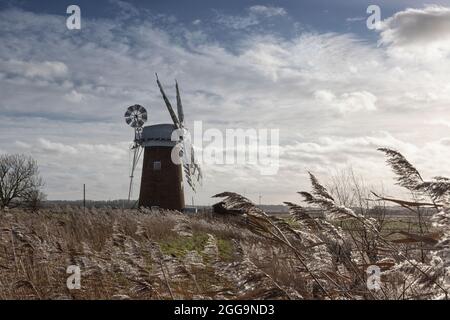 Horsey Mill debout dans les reedbeds, les Norfolk Broads, East Anglia, Royaume-Uni Banque D'Images