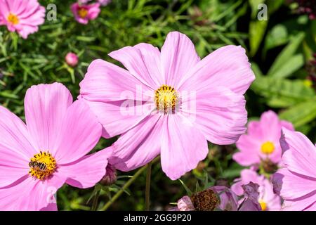 COSMOS bipinnatus 'sonata Pink' plante florale d'été avec une fleur d'été rose, image de stock photo Banque D'Images