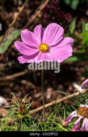 COSMOS bipinnatus 'sonata Pink' plante florale d'été avec une fleur d'été rose, image de stock photo Banque D'Images