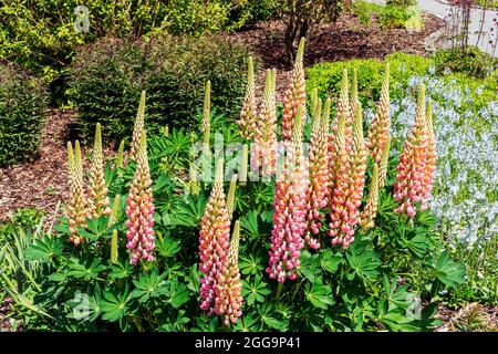 Lupin (Lupinus) 'la Chatelaine' (série des bandes de Nobles) plante à fleurs printanière d'été avec une fleur rose blanche d'été, photo de stock Banque D'Images