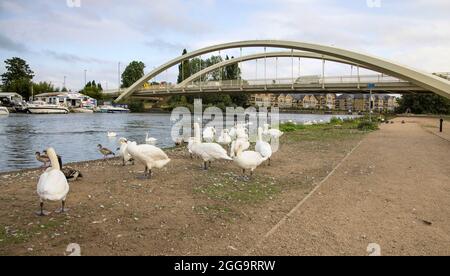 pont sur la tamise à walton on thames, surrey Banque D'Images