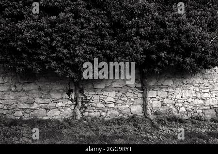 La texture antique de mur de pierre avec un buisson, la photographie en noir et blanc idéal pour l'arrière-plan, le papier peint, la décoration. Banque D'Images