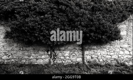 La texture antique de mur de pierre avec un buisson, la photographie en noir et blanc idéal pour l'arrière-plan, le papier peint, la décoration. Banque D'Images