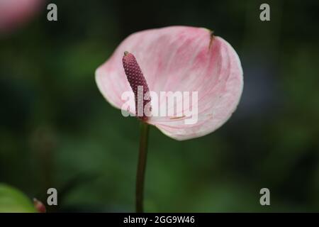 Gros plan de la fleur Flamingo d'Anthurium andraeanum ' Zizou ' Banque D'Images