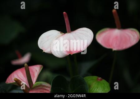 Gros plan de la fleur Flamingo d'Anthurium andraeanum ' Zizou ' Banque D'Images