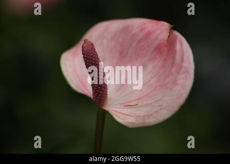 Gros plan de la fleur Flamingo d'Anthurium andraeanum ' Zizou ' Banque D'Images