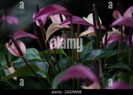 Gros plan de la fleur Flamingo d'Anthurium andraeanum ' Zizou ' Banque D'Images