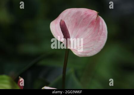 Gros plan de la fleur Flamingo d'Anthurium andraeanum ' Zizou ' Banque D'Images