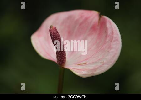 Gros plan de la fleur Flamingo d'Anthurium andraeanum ' Zizou ' Banque D'Images