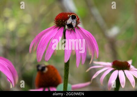 Abeille et insecte se nourrissant sur le pourpre Echinacea Purpurea dans le jardin d'été herbacé frontière dans Carmarthenshire pays de Galles Royaume-Uni Grande-Bretagne KATHY DEWITT Banque D'Images