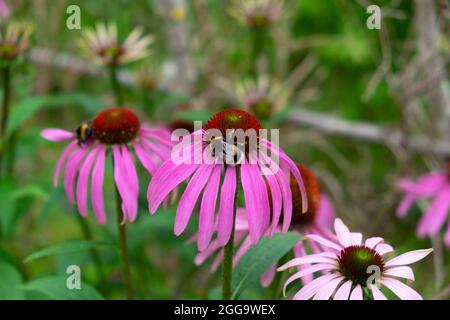 Abeilles se nourrissant de pourpre Echinacea Purpurea pollination dans le jardin d'été herbacé frontière à Carmarthenshire pays de Galles Royaume-Uni Grande-Bretagne KATHY DEWITT Banque D'Images