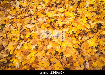 Texture des feuilles orange de gros plan. Automne automne jaune fond de folliage. Concept de la saison de la nature Banque D'Images