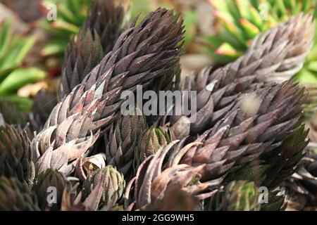 Plantes succulentes gros plan de Haworthiopsis coarctata (Hapthia surpeuplée) Banque D'Images