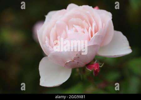 Le généreux Gardner Rose , Rosa Ausdext Banque D'Images