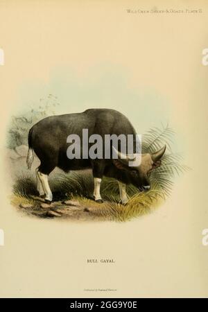 Bull Gaval illustration en couleur du livre ' Wild oxen, brebis & chèvres of all lands, Living and extinction ' de Richard Lydekker (1849-1915) publié en 1898 par Rowland Ward, Londres Banque D'Images