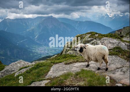 Le Valais a fait un blacknknrose en Valais, un jour pluvieux d'été Banque D'Images