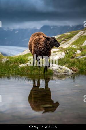 Mouton noir au glacier d'Aletsch en Valais, un jour pluvieux d'été Banque D'Images