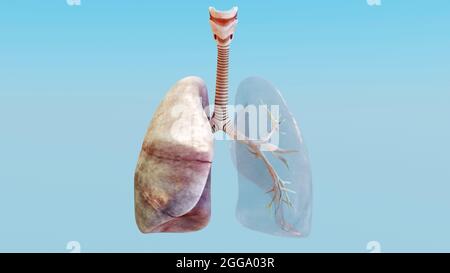 illustration 3d du système respiratoire humain poumons concept d'anatomie pulmonaire visible, ventilation pulmonaire, qualité réaliste, rendu 3d Banque D'Images