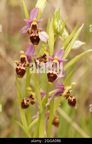 Gros plan d'une plante complète de l'orchidée d'abeille boisée dans un herblan Banque D'Images