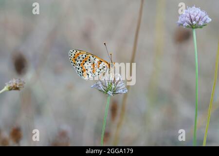 Gros plan sur un papillon Fritillaire à pois bleus, Melitaea didyma Banque D'Images