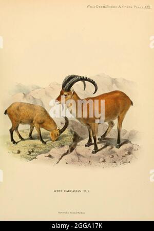 Le TUR caucasien occidental (Capra caucasica) est un antilope de chèvre de montagne originaire de la moitié occidentale de la chaîne des montagnes du Caucase, en Géorgie et en Russie européenne. Illustration de couleur du livre ' le boeuf sauvage, les moutons et les chèvres de toutes les terres, Living and extinction ' par Richard Lydekker (1849-1915) publié en 1898 par Rowland Ward, Londres Banque D'Images