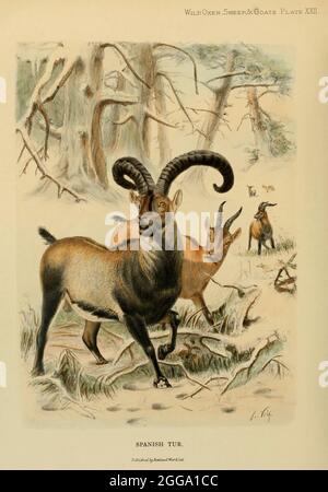 L'ibex ibérique (Capra pyrenaica), également connu sous le nom d'ibex espagnol, chèvre sauvage espagnol, Ou chèvre sauvage ibérique, est une espèce d'ibex endémique à la péninsule ibérique. Illustration en couleur du livre ' Wild oxen, brebis & chèvres de toutes les terres, vivant et éteint ' par Richard Lydekker (1849-1915) publié en 1898 par Rowland Ward, Londres Banque D'Images