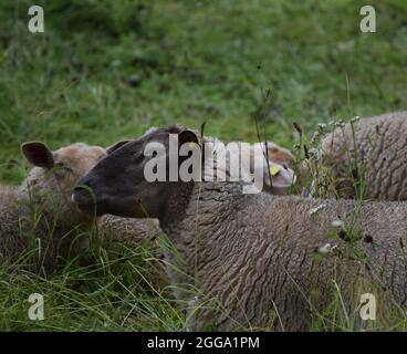 Le mouton à tête noire allemand se trouve dans l'herbe avec d'autres Banque D'Images