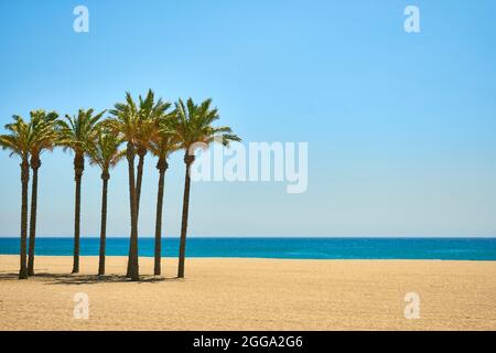 palmiers sur une plage de sable au ciel bleu et mer calme Banque D'Images