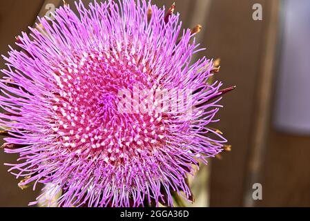 photo en gros plan d'une fleur d'artichaut Banque D'Images