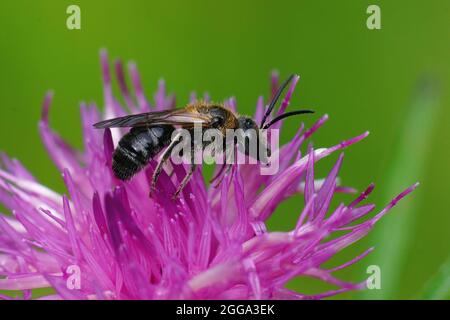 Gros plan d'un mâle de l'abeille à tête plate, Lasioglossum zonulum Banque D'Images