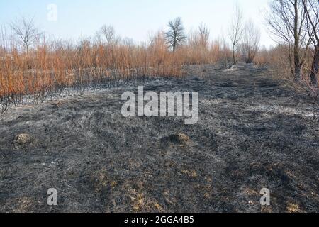 La combustion de l'herbe dans les banlieues se transforme souvent en brûlures incontrôlantes par le feu de l'herbe qui sont dangereuses pour la nature et les gens. Banque D'Images