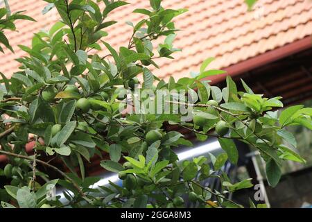 Usine de goyave avec plein de goyave de grande taille, Guava hybride sur la plante prête à être moissonnée sur le fond de la maison Banque D'Images