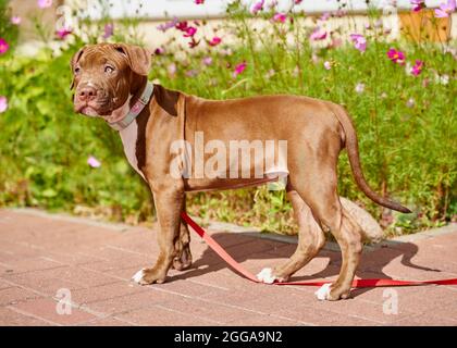Chien pitbull terrier américain sur laisse rouge marchant et regardant loin juste à côté du lit de fleurs Banque D'Images