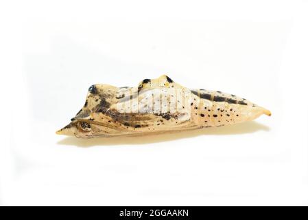 Pupa du papillon blanc pieris nali isolé sur fond blanc Banque D'Images