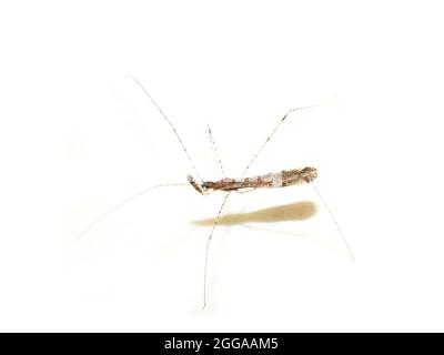 Insecte commun d'assassin à pattes de fil Empicoris vagabundus isolé sur fond blanc Banque D'Images