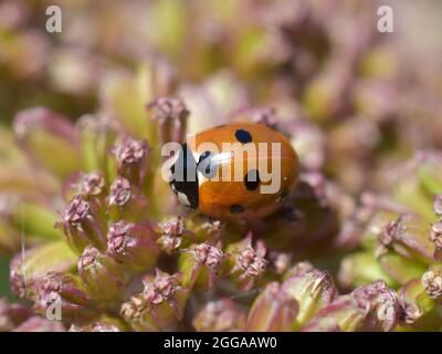 coccinella septempunctata, coccinella, coccinella, est un oiseau ladybird à pois sur une plante rose Banque D'Images