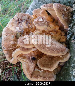 Le champignon polypore noircissant (Meripilus giganteus) pousse à la base d'un chêne anglais sur la plaine de Salisbury, au Royaume-Uni Banque D'Images