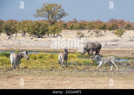 Rhinocéros noir et zèbres en Namibie