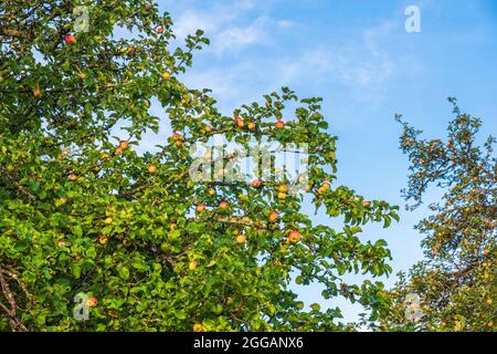 Pommier avec des pommes mûres Banque D'Images