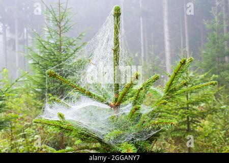 Épicéa avec toile d'araignée dans une forêt Banque D'Images