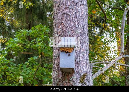 Moraillon nichant dans une boîte de nid sur un tronc d'arbre Banque D'Images