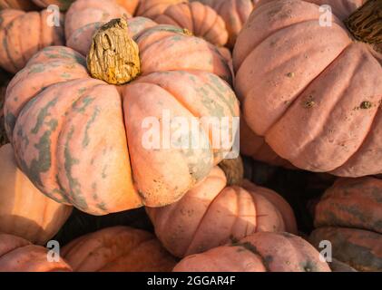 Une pile de citrouilles et de gourdes assorties dans un stand de bord de route de fermiers au Michigan. Banque D'Images