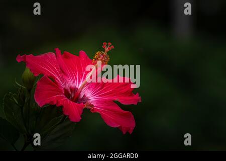 Hibiscus fleur rouge rose blanc et vert foncé fond Banque D'Images