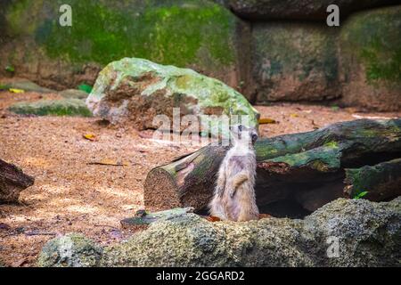 Curieux meerkat dans le zoo de Singapour Banque D'Images