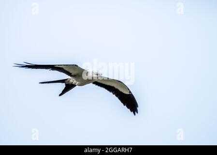 Le cerf-volant à queue hirondelle glisse dans le vent Banque D'Images