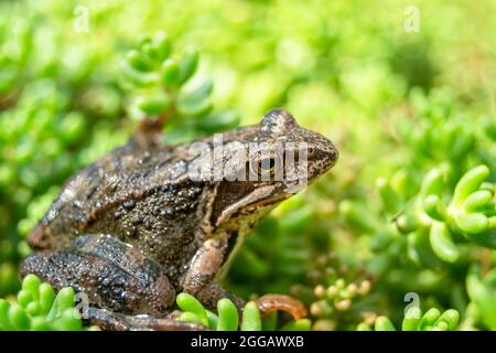 Grenouille brune aux plantes vertes, gros plan portrait, vue d'été Banque D'Images