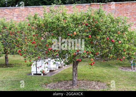 Un verger de pommiers qui pousse dans les jardins géorgiens clos rénovés, l'un des plus grands jardins fortifiés d'Europe, Croome court, Royaume-Uni Banque D'Images