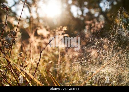 matin d'automne avec une toile d'araignée dans une forêt Banque D'Images