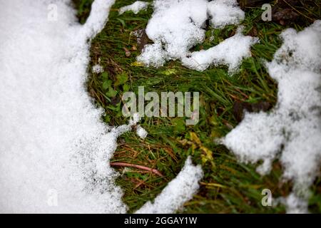 gros plan de pin avec de la neige sur les branches Banque D'Images